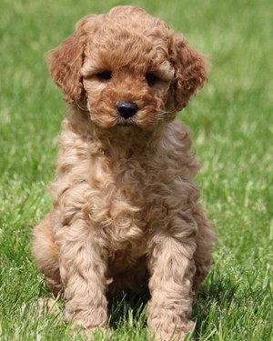 Multigen goldendoodles cheap for sale